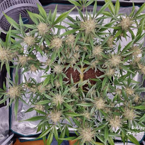 Apple strudel auto 420fb growlog timeline photo