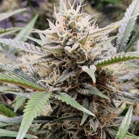 Apple strudel auto 420fb growlog timeline photo