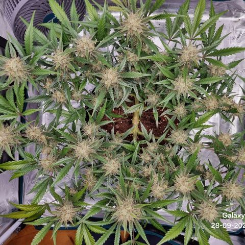 Apple strudel auto 420fb growlog timeline photo
