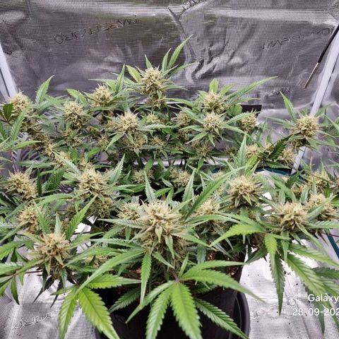 Apple strudel auto 420fb growlog timeline photo