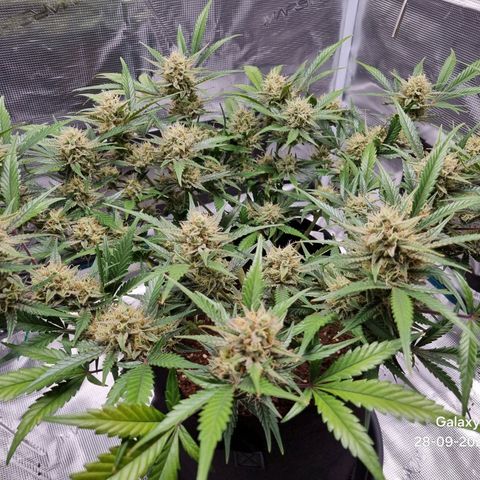 Apple strudel auto 420fb growlog timeline photo
