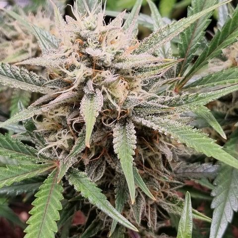 Apple strudel auto 420fb growlog timeline photo