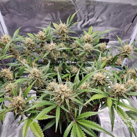 Apple strudel auto 420fb growlog timeline photo