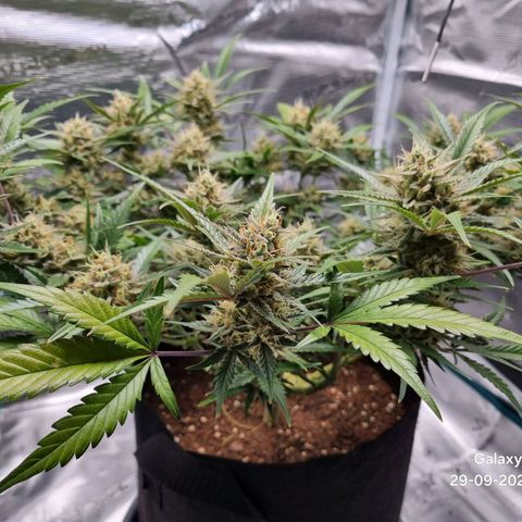 Apple strudel auto 420fb growlog timeline photo