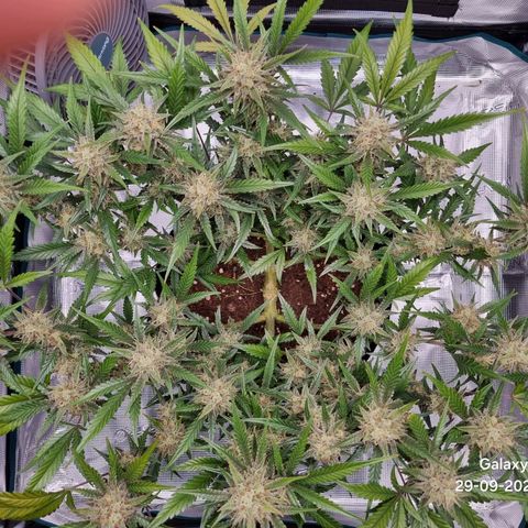Apple strudel auto 420fb growlog timeline photo
