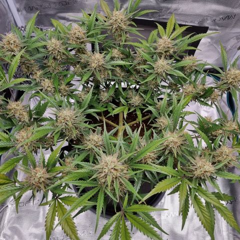 Apple strudel auto 420fb growlog timeline photo