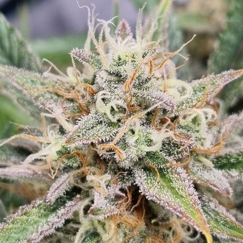 Apple strudel auto 420fb growlog timeline photo