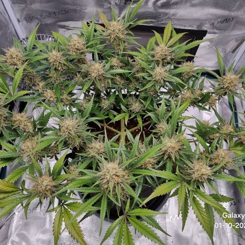 Apple strudel auto 420fb growlog timeline photo