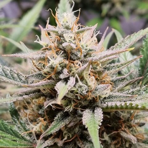 Apple strudel auto 420fb growlog timeline photo