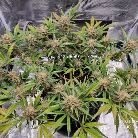 Apple strudel auto 420fb growlog timeline photo