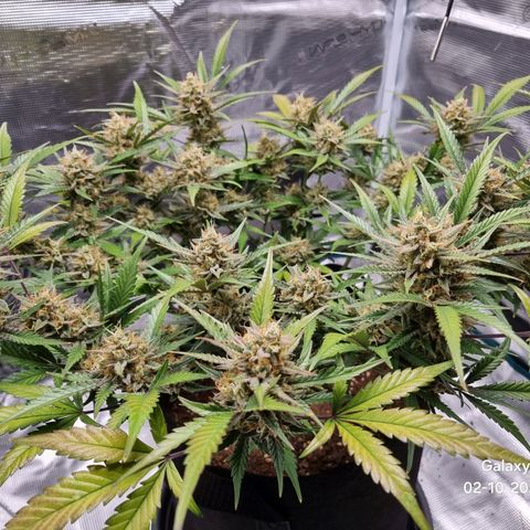 Apple strudel auto 420fb growlog timeline photo