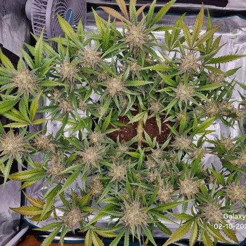 Apple strudel auto 420fb growlog timeline photo