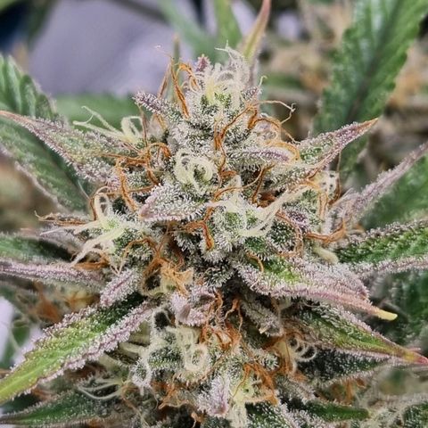 Apple strudel auto 420fb growlog timeline photo
