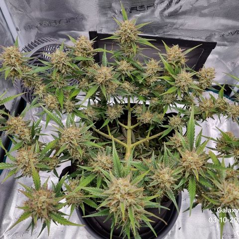 Apple strudel auto 420fb growlog timeline photo