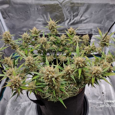 Apple strudel auto 420fb growlog timeline photo