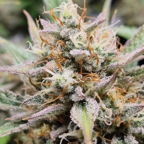 Apple strudel auto 420fb growlog timeline photo