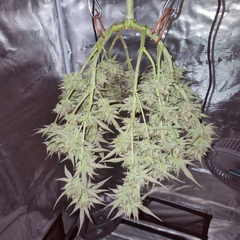 Apple strudel auto 420fb growlog timeline photo