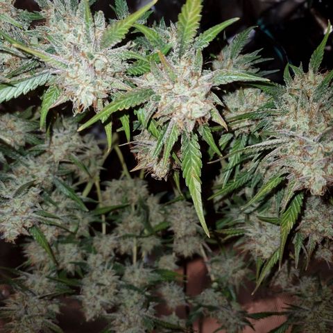 Apple strudel auto 420fb growlog in Drying tent 🌬