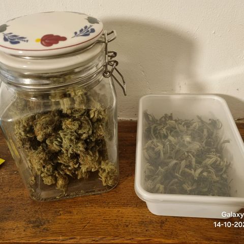 Apple strudel auto 420fb growlog timeline photo