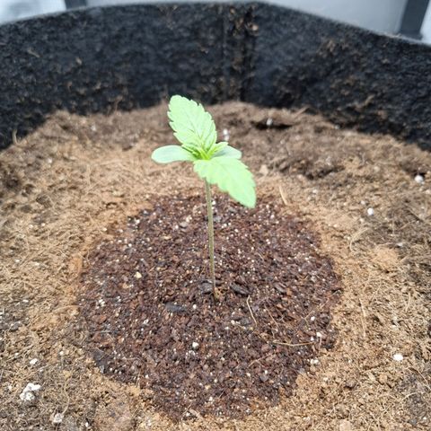 Runtzelia growlog photo