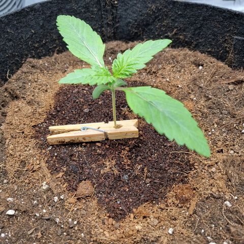 Runtzelia growlog photo