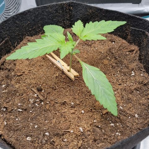 Runtzelia growlog photo