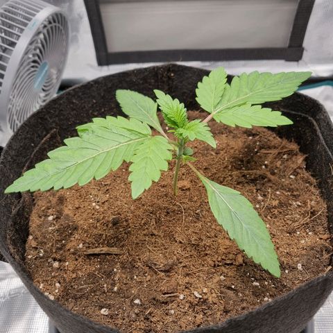 Runtzelia growlog photo