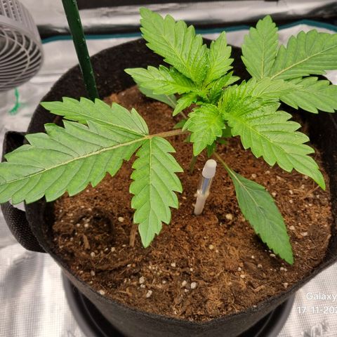 Runtzelia growlog photo