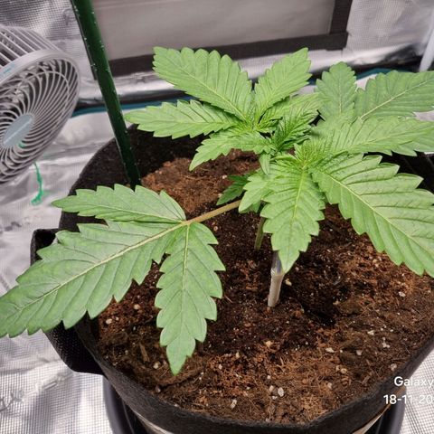 Runtzelia growlog timeline photo