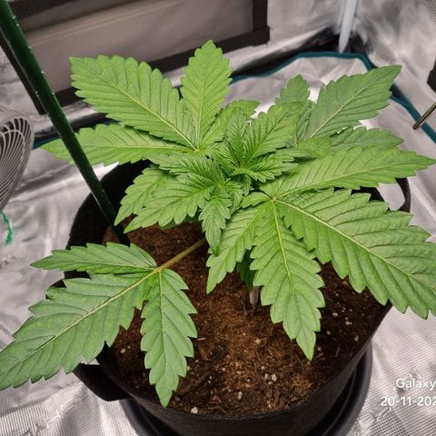 Runtzelia growlog timeline photo