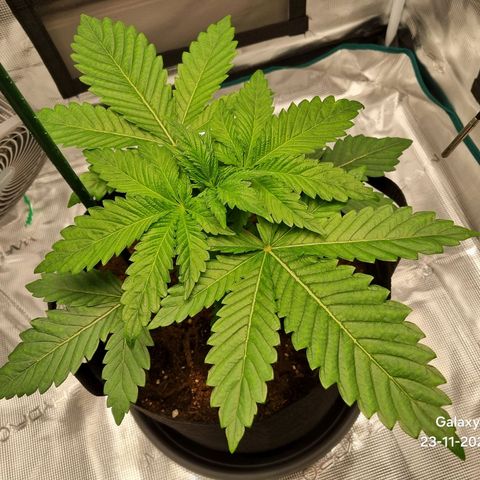 Runtzelia growlog timeline photo