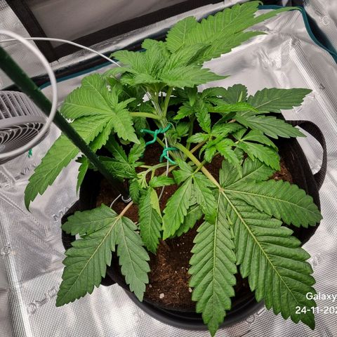 Runtzelia growlog timeline photo