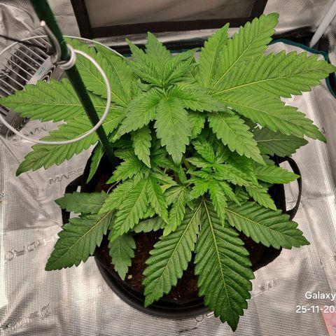 Runtzelia growlog timeline photo