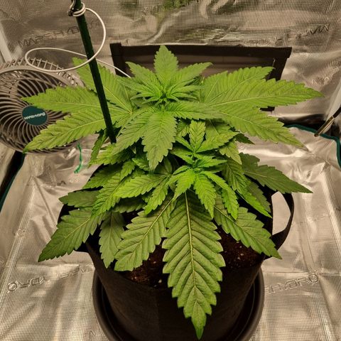 Runtzelia growlog timeline photo