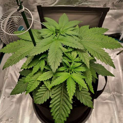 Runtzelia growlog timeline photo