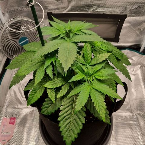 Runtzelia growlog timeline photo