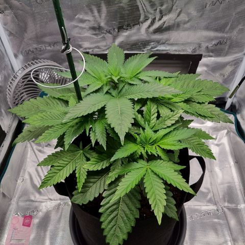 Runtzelia growlog timeline photo