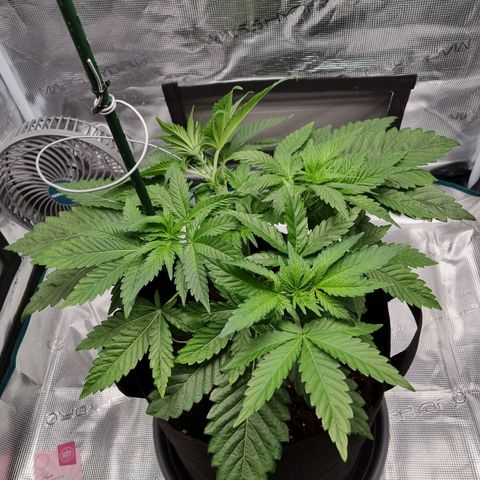 Runtzelia growlog timeline photo