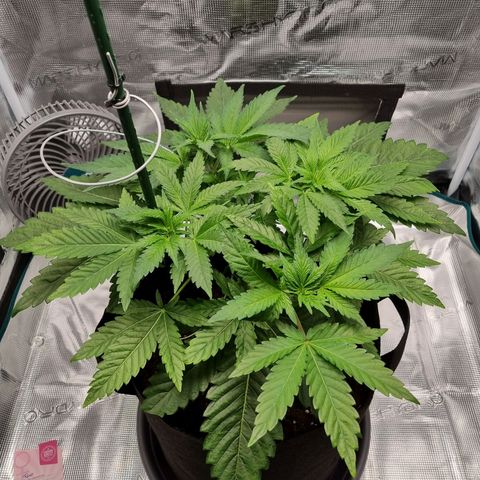 Runtzelia growlog timeline photo