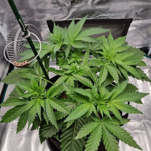 Runtzelia growlog timeline photo