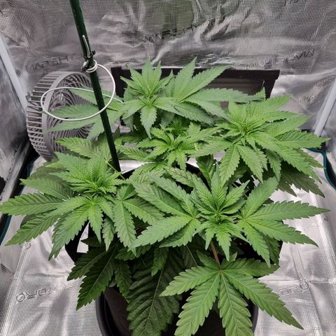 Runtzelia growlog timeline photo