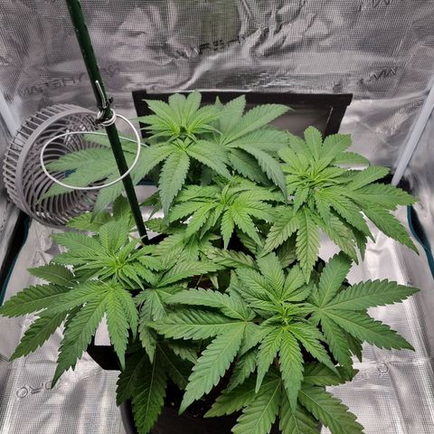 Runtzelia growlog timeline photo