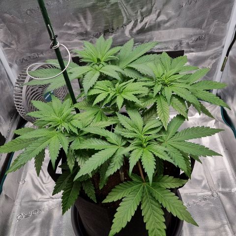 Runtzelia growlog photo: Before lst