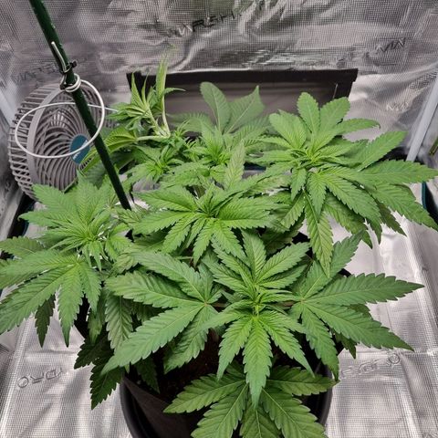 Runtzelia growlog photo: After lst