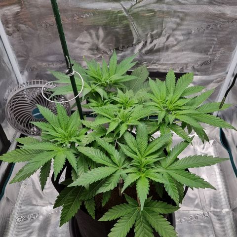 Runtzelia growlog timeline photo