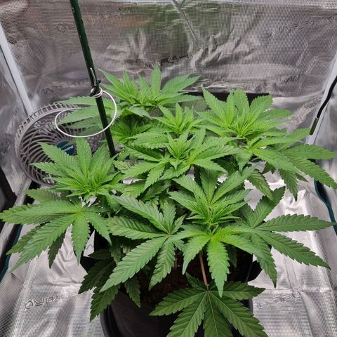 Runtzelia growlog timeline photo