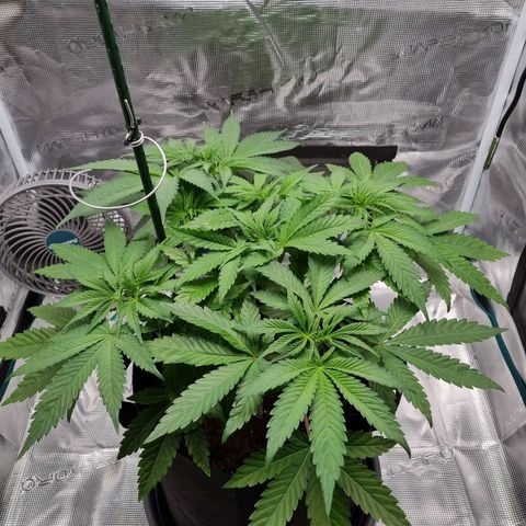 Runtzelia growlog photo: It's 22:10 she's tired just like me, we will both look better tomorrow after a good night's rest 😴