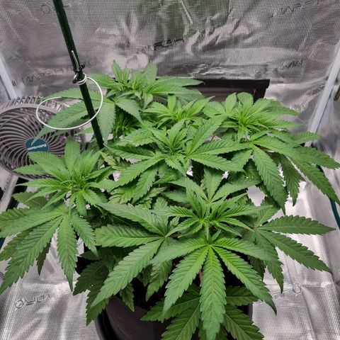 Runtzelia growlog photo: Before watering and trimming 