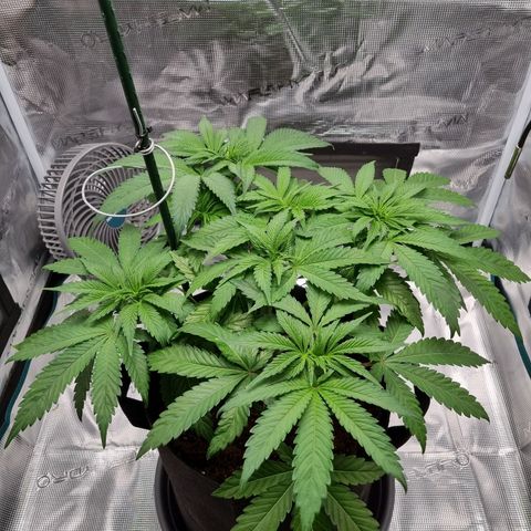 Runtzelia growlog photo: After watering and trimming 