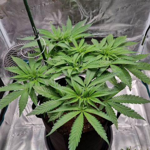 Runtzelia growlog timeline photo